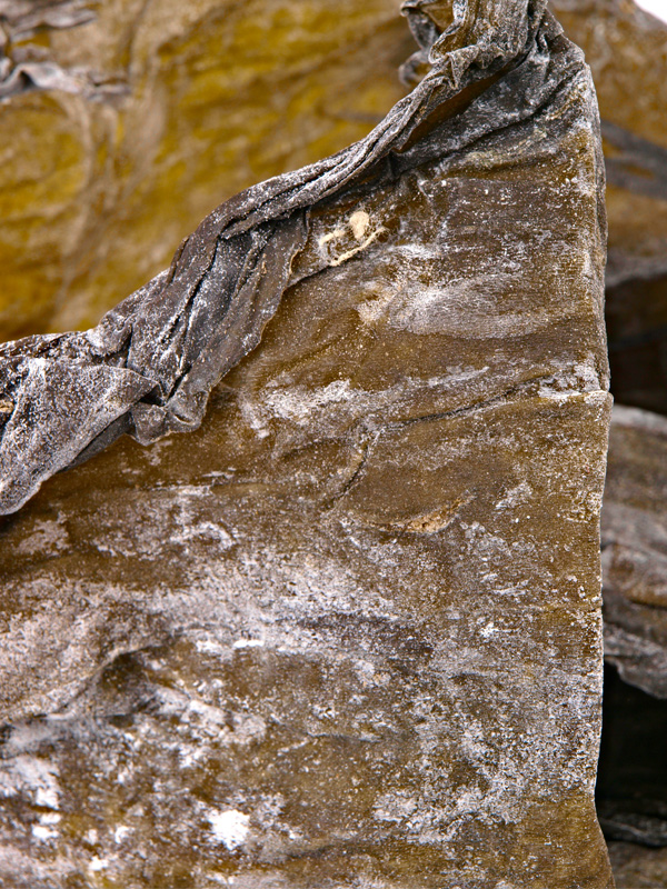 网带连续式海鲜干燥烘干设备