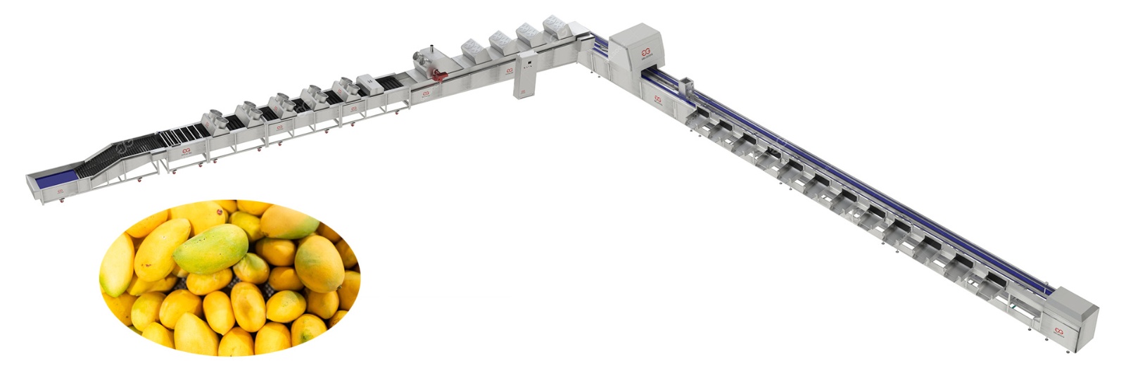 芒果加工流水线