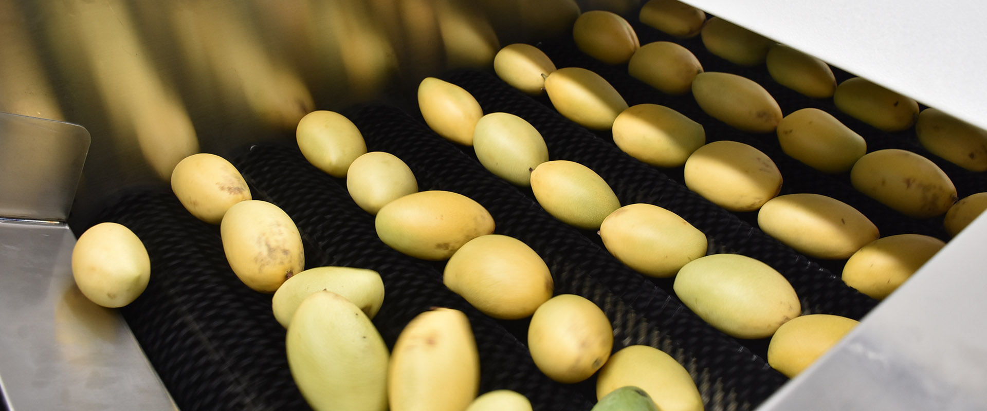 芒果加工流水线