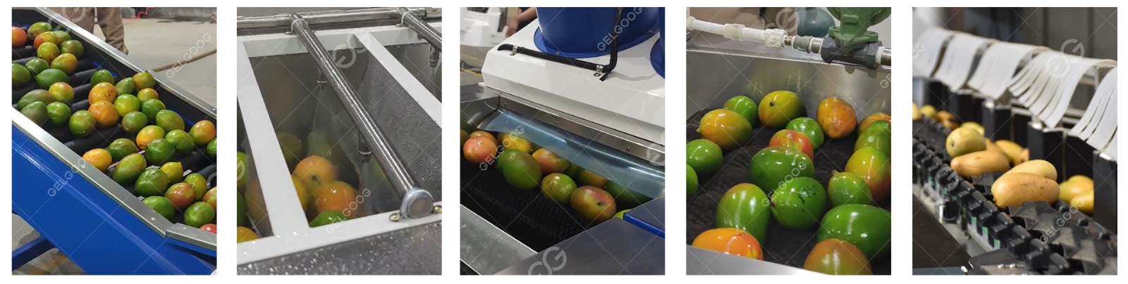 芒果加工所需设备